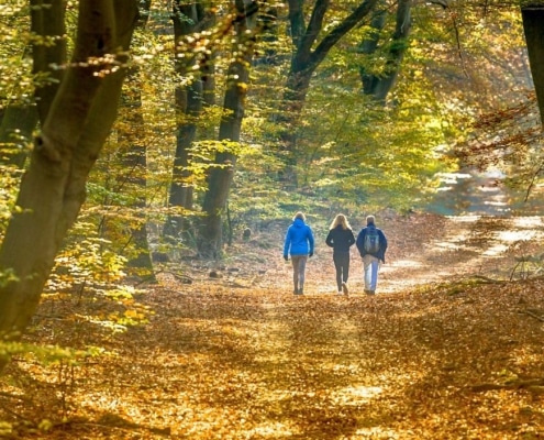 wandelaars in een bos in de herfst