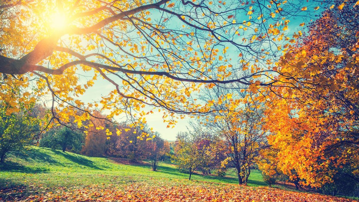 bomen in de herfst