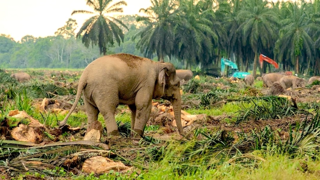 ontbossing op Borneo