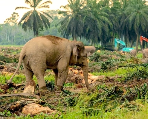 ontbossing op Borneo