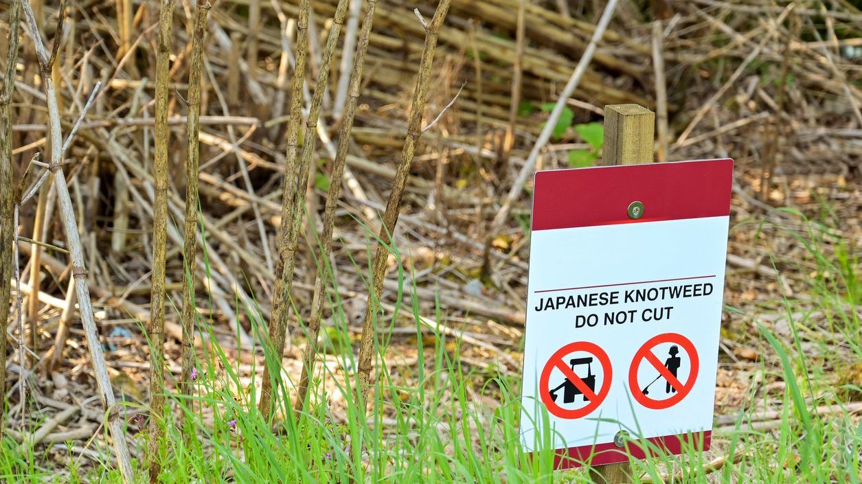 waarschuwing tegen verspreiden van de japanse duizendknoop