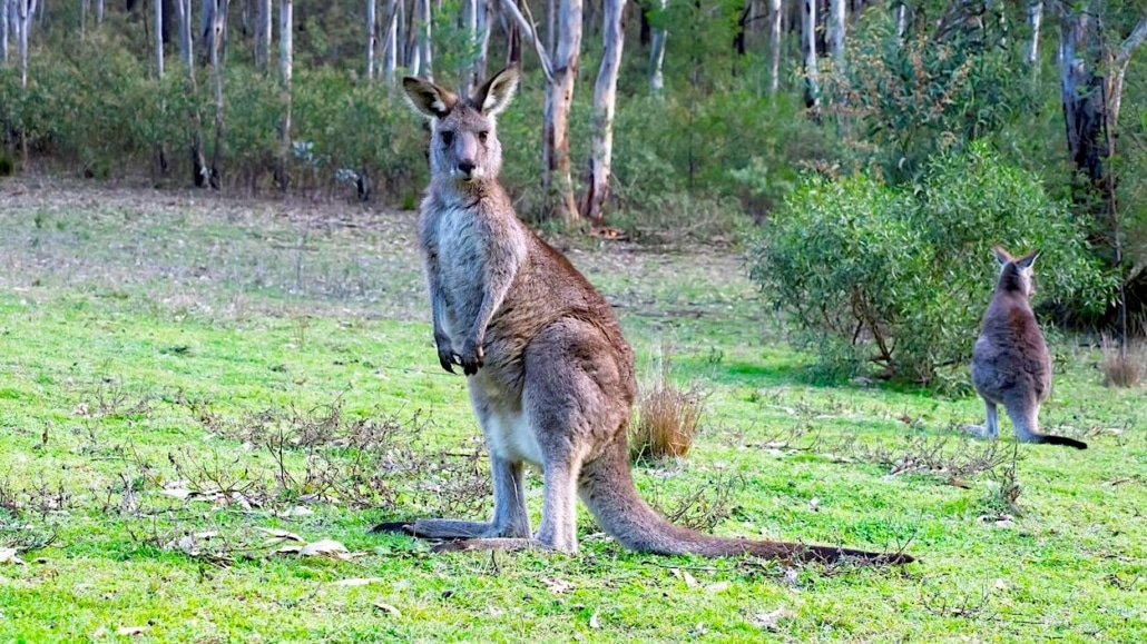 kangaroo in Wollabi park