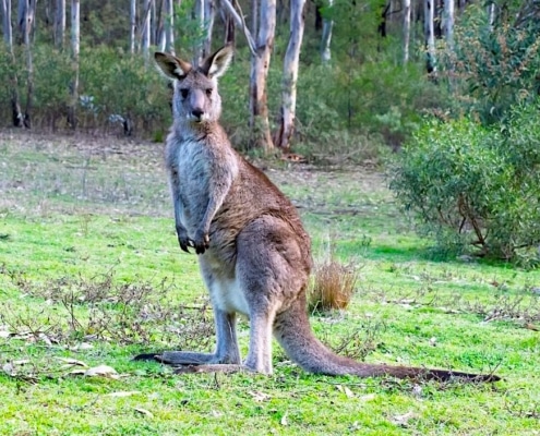 kangaroo in Wollabi park
