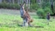 kangaroo in Wollabi park