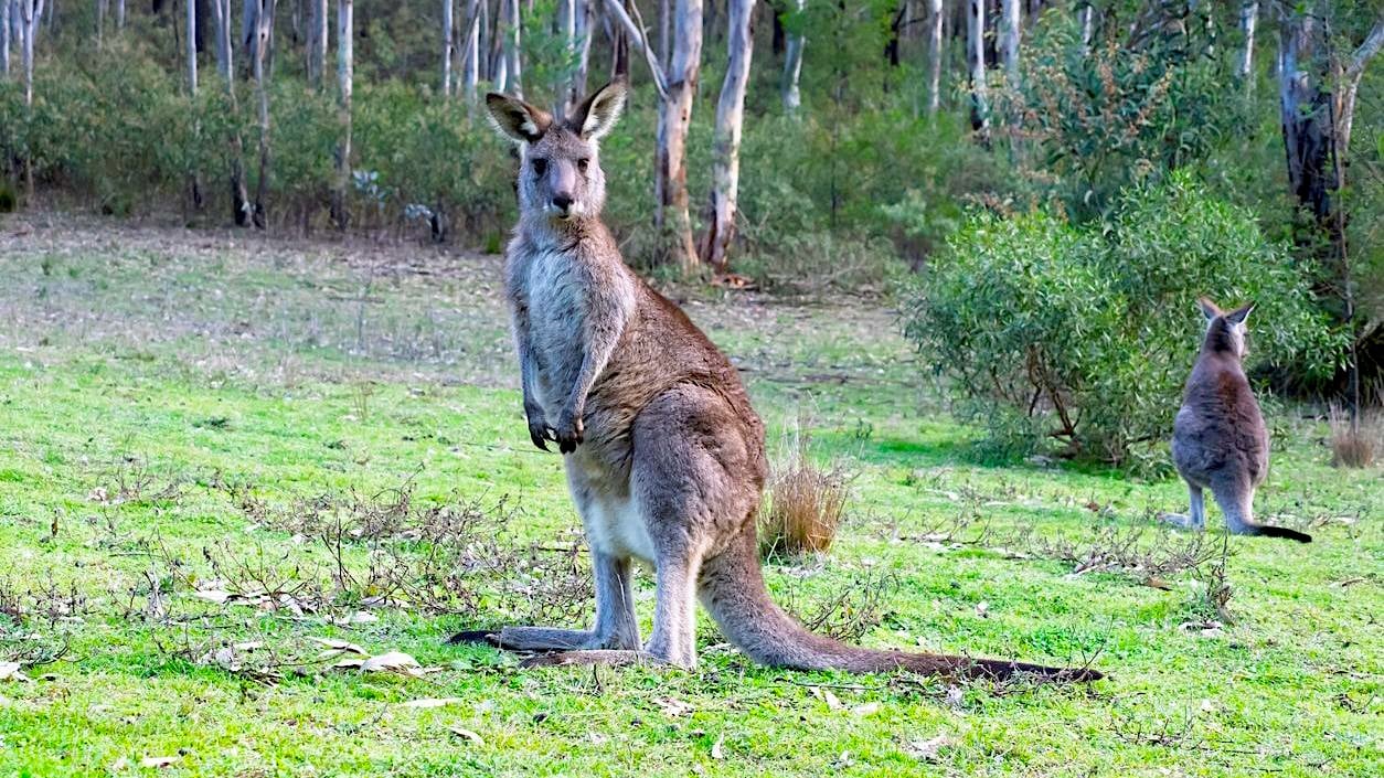 kangaroo in Wollabi park