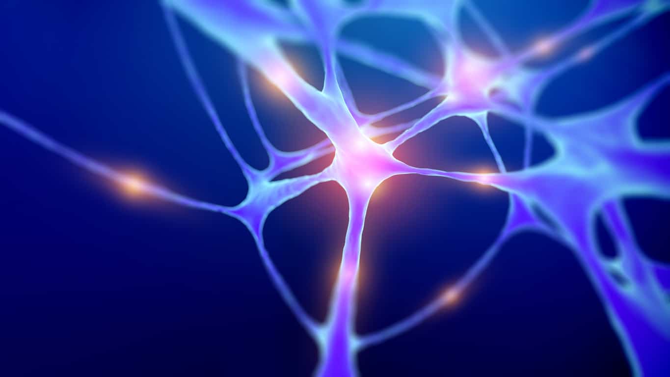 neuronen