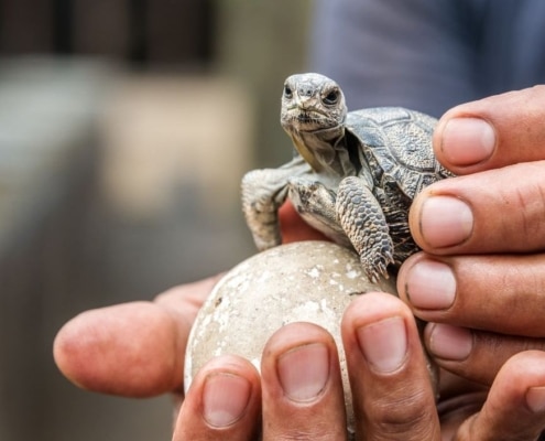 baby reuzenschildpad