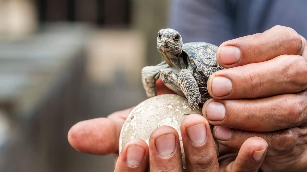 baby reuzenschildpad