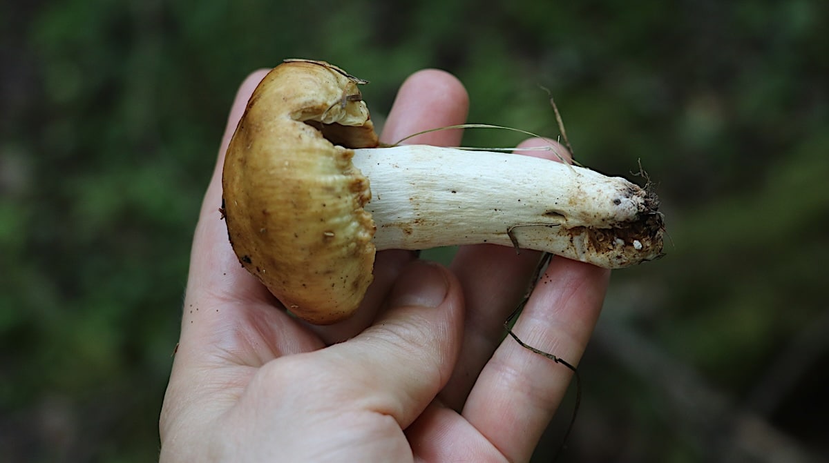 russula foetens