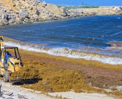 Sargassum zeewier