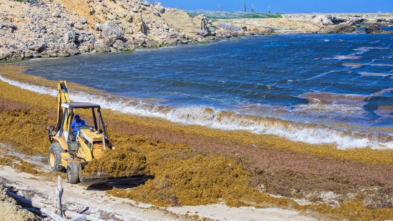 Sargassum zeewier
