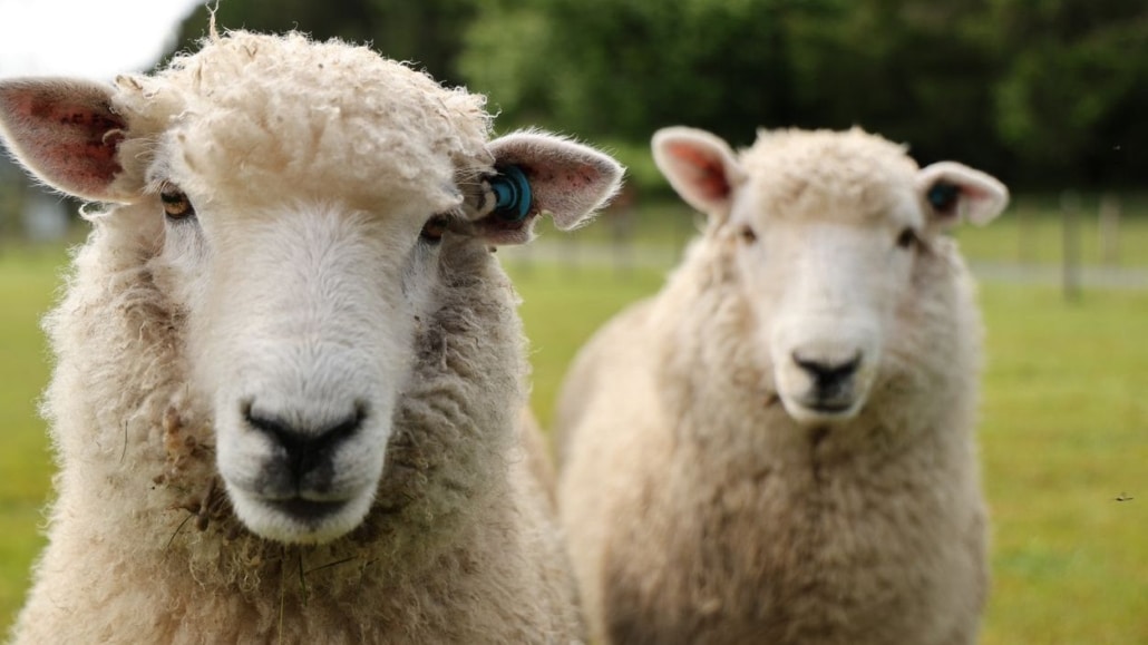 schapen