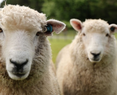 schapen