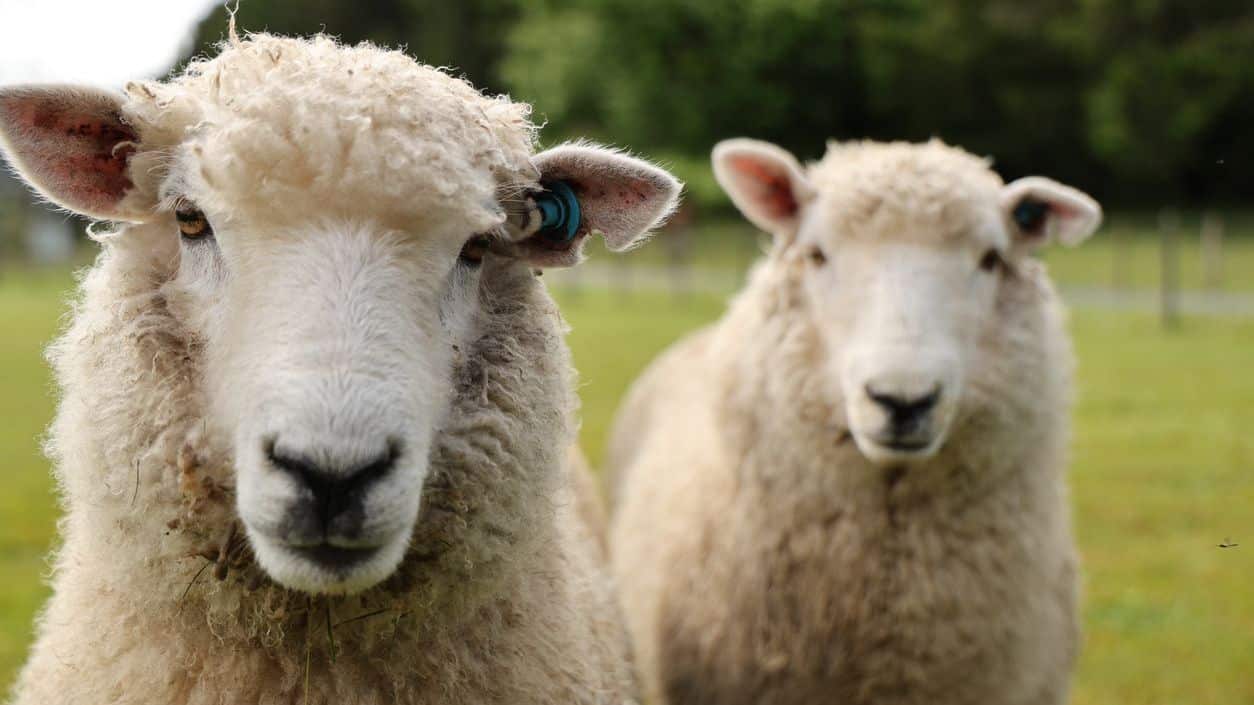 schapen