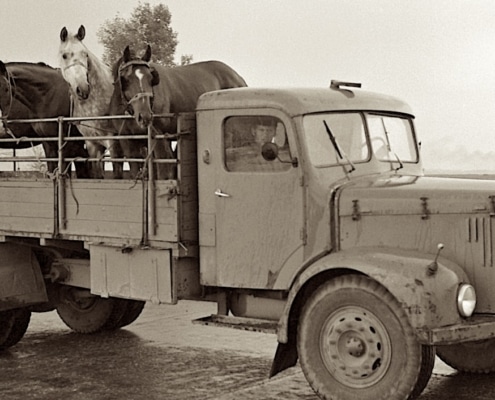 slachtpaarden