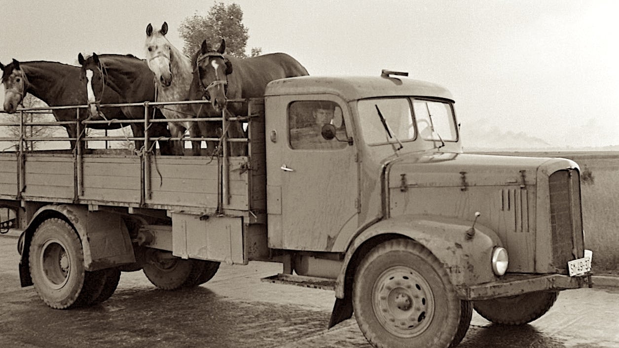 slachtpaarden