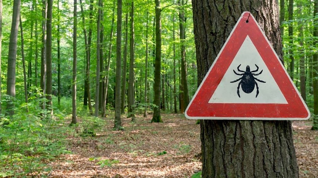 gevaar voor teken in het bos