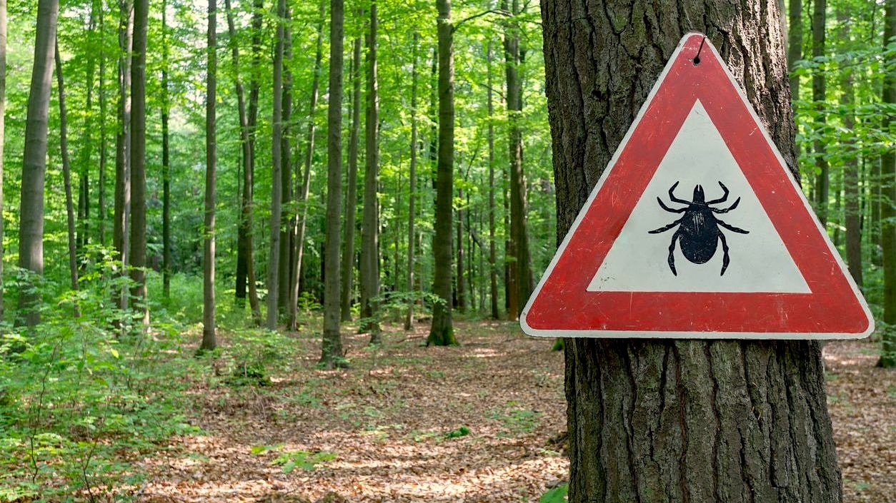 gevaar voor teken in het bos