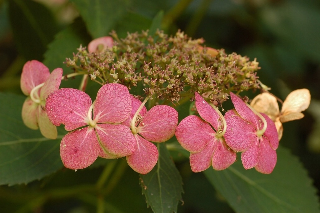 Bloemhoofd van de Bigleaf Hydrangea (Hydrangea macrophylla 'Tokyo Delight'), een lacecap-type hortensia.