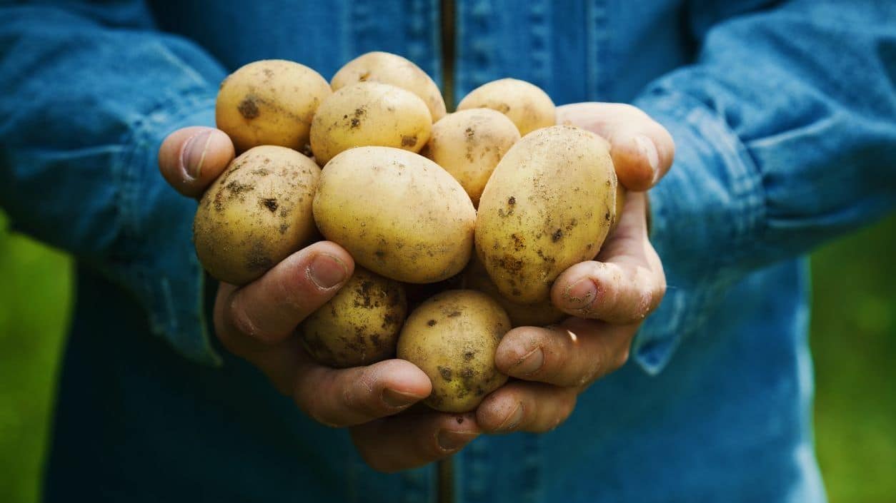 aardappels