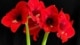 amaryllis