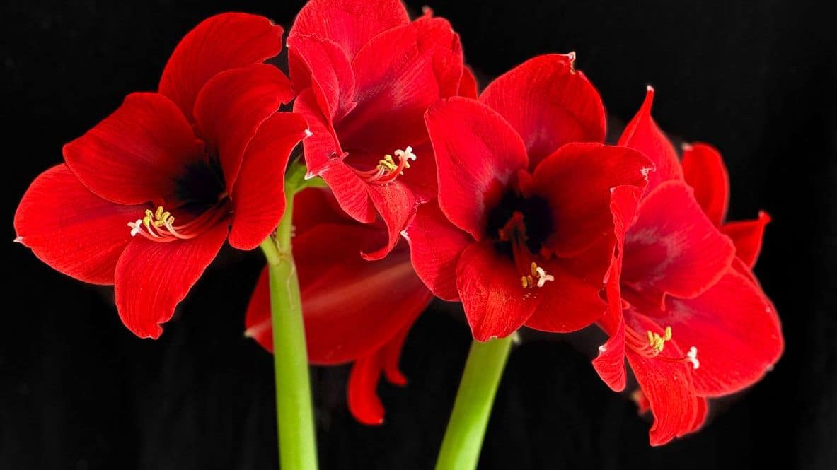 amaryllis