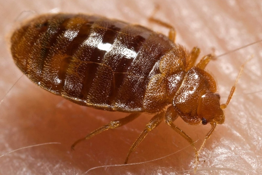 Close-up van een bedwants (Cimex lectularius) terwijl deze bloed opzuigt uit mensenhuid.