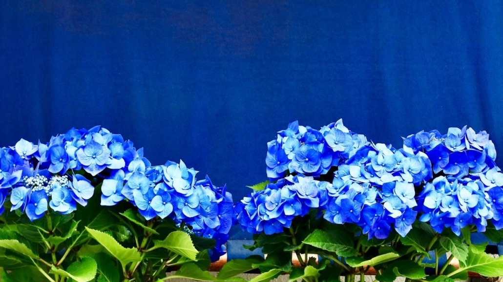 blauwe hortensia