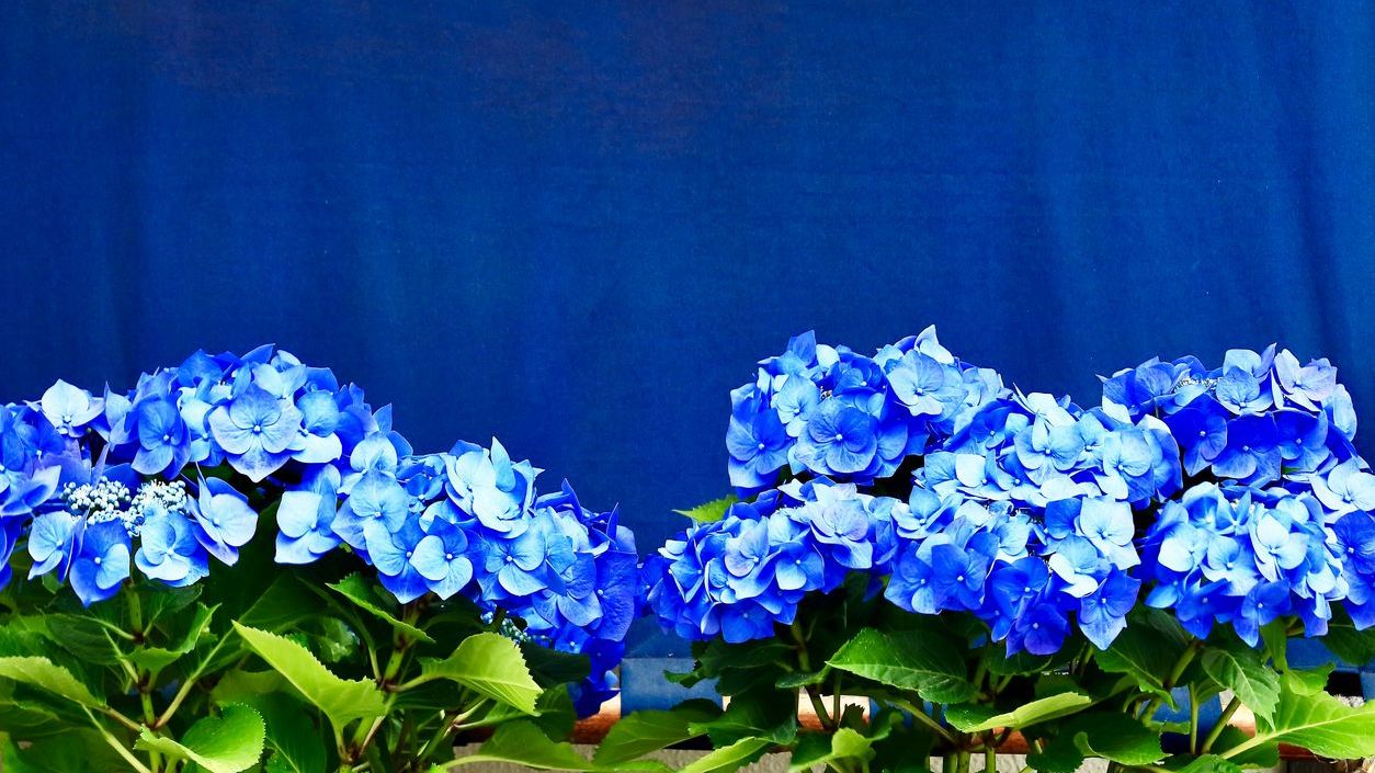 blauwe hortensia