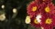 chrysanten