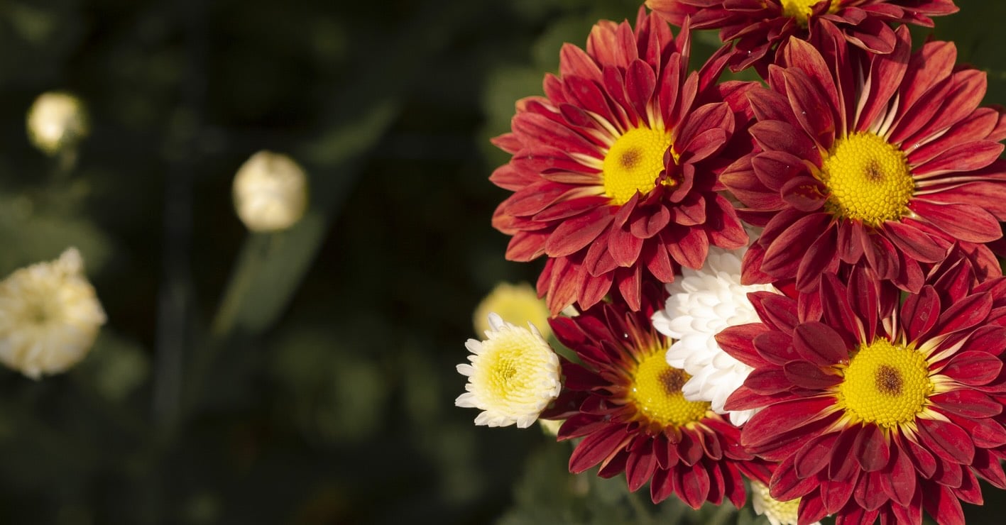 chrysanten