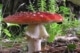 Een vliegenzwam (Amanita muscaria) met zijn kenmerkende rode hoed en witte stippen.
