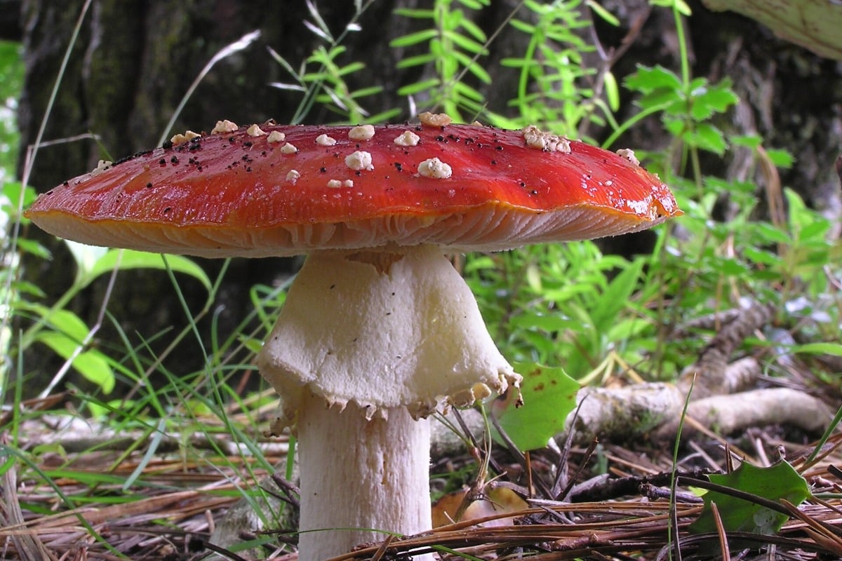 Een vliegenzwam (Amanita muscaria) met zijn kenmerkende rode hoed en witte stippen.