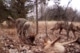 Wolven vastgelegd door een cameraval in de verboden zone rond Tsjernobyl.