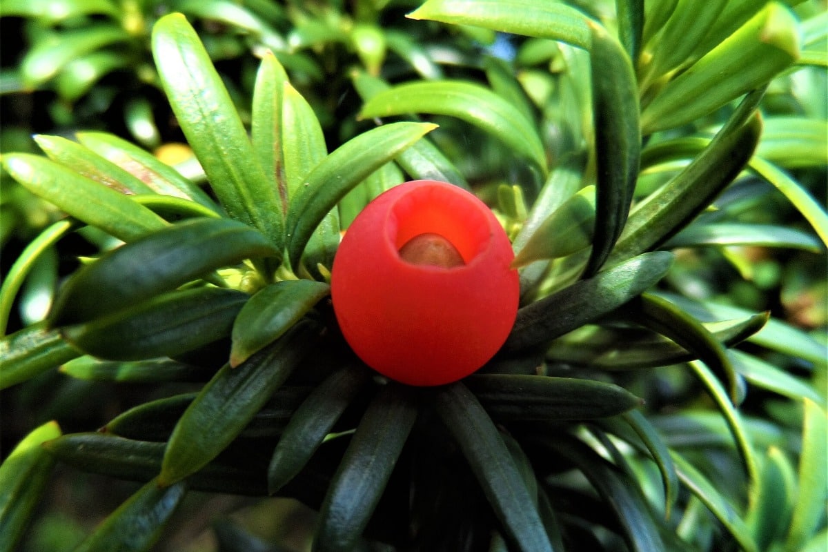 Close-up van een taxus (Taxus baccata) met naalden en een rode bes met zichtbaar giftig zaad.
