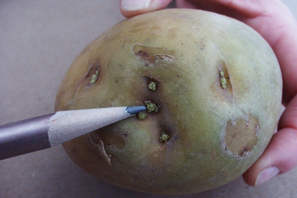 Een groen verkleurde aardappel met een potlood dat de ogen (kiemplekjes) aanwijst.