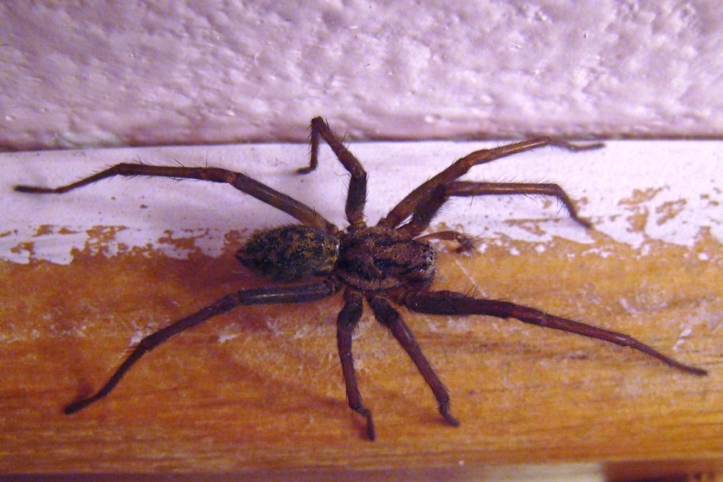 Een grote huisspin (Tegenaria duellica) gezien van bovenaf.