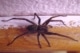 Een grote huisspin (Tegenaria duellica) gezien van bovenaf.