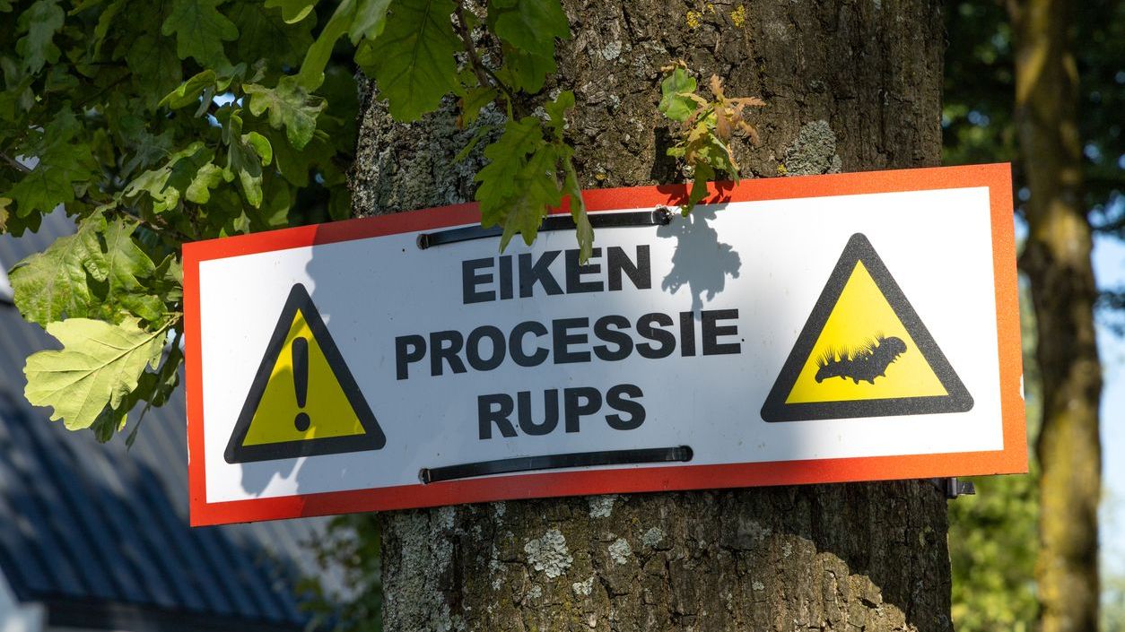 Eikenprocessierups