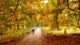 fietspad met herfstbladeren