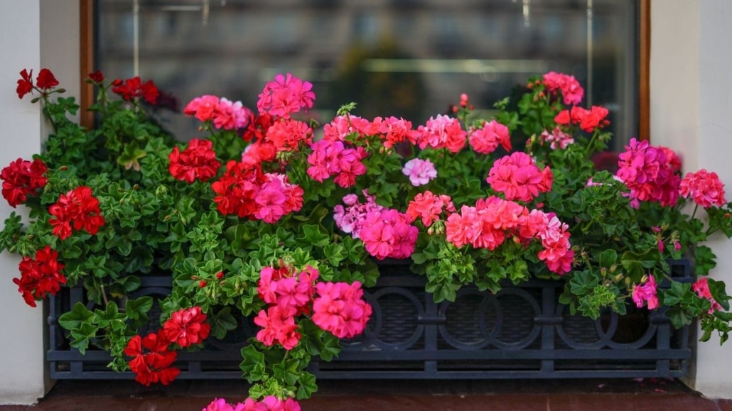 geraniums