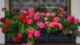 geraniums