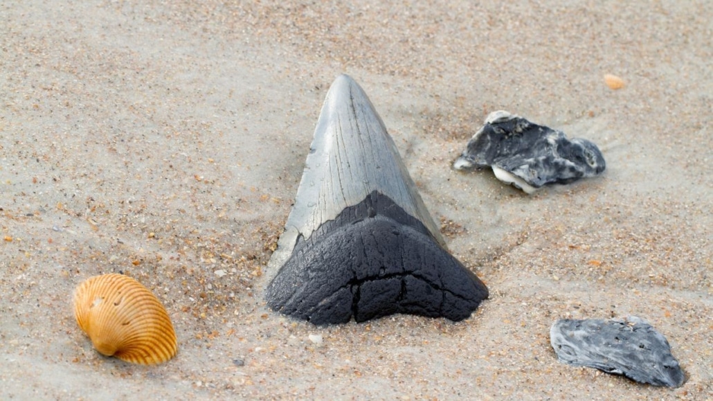 Megalodon haaientand