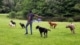 honden