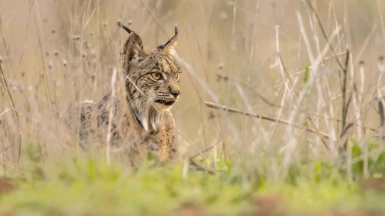Iberische lynx