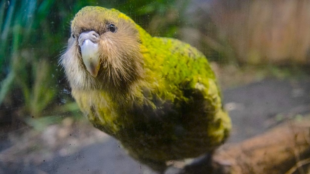kakapo
