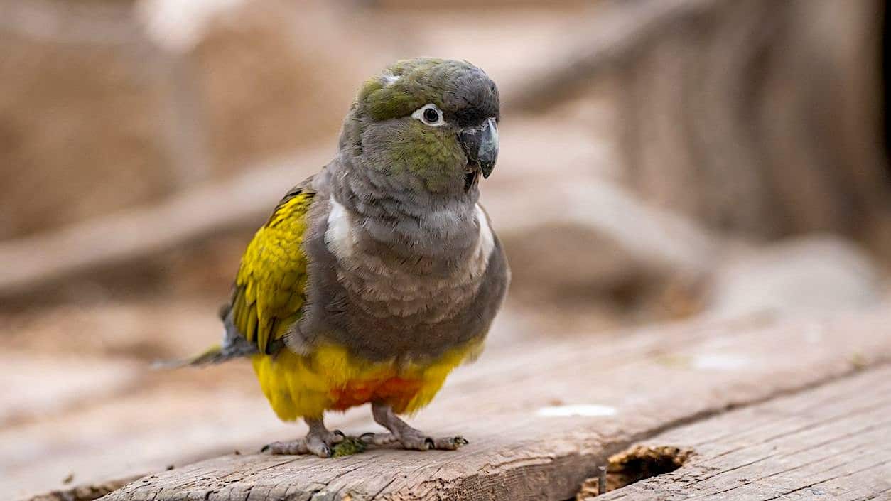 kakapo