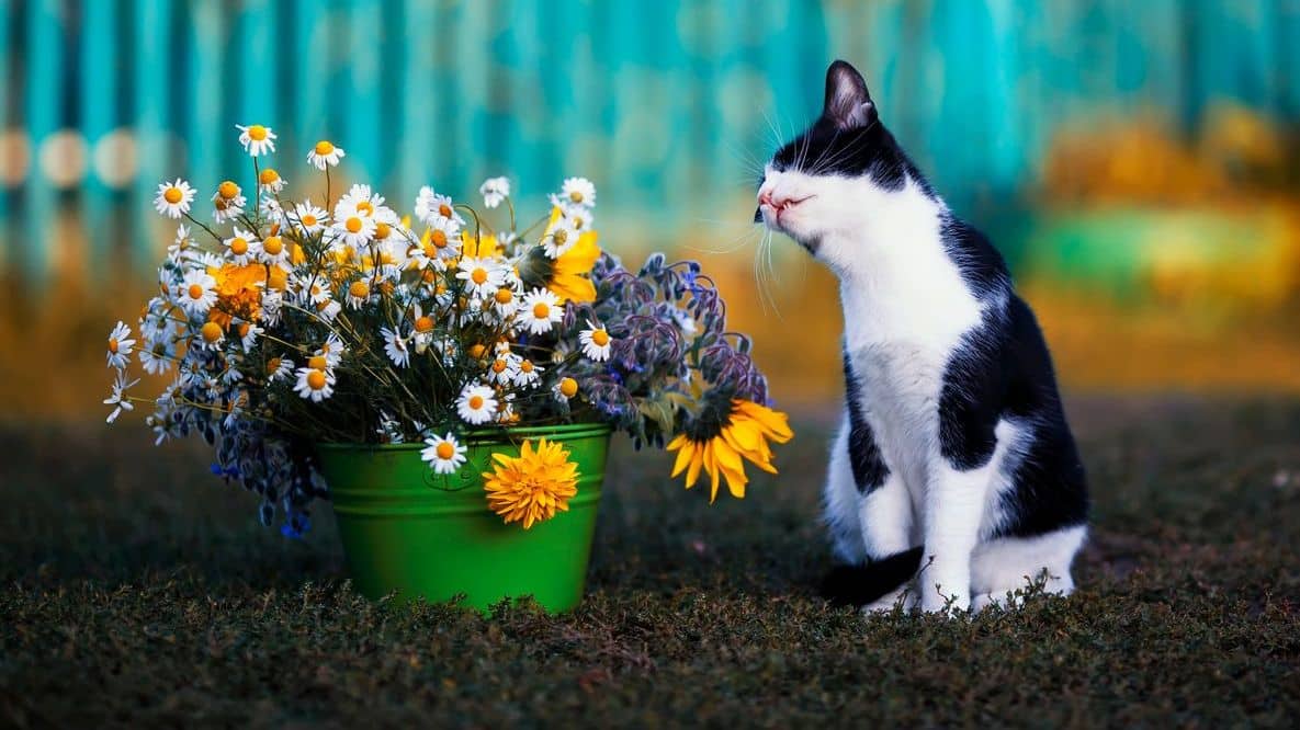 kat met bloemen