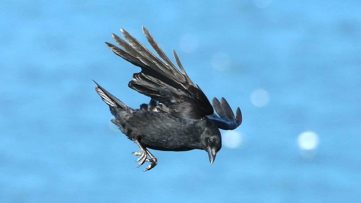 kraai