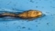 muskusrat